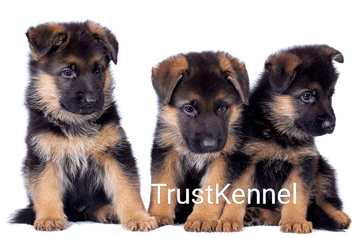 Trust Kennel German Shepherd Puppies For Sale Delhi