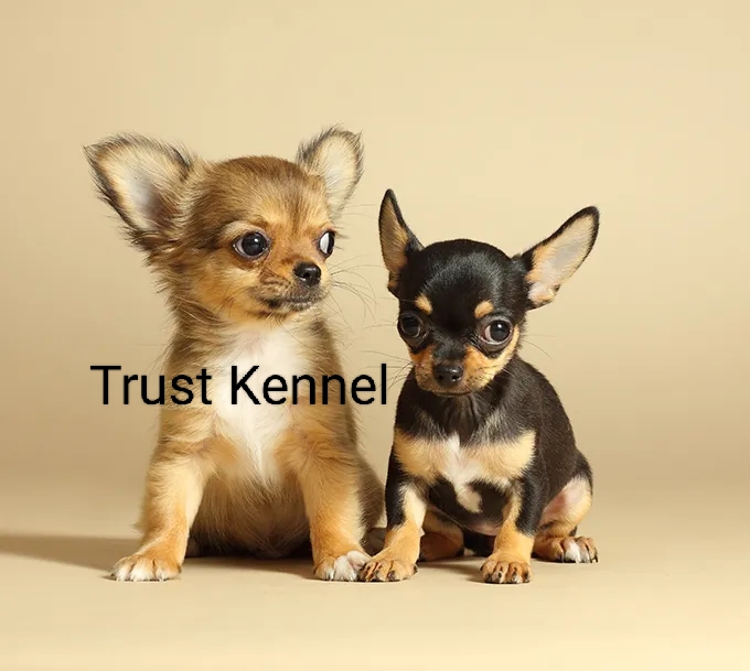 Trust Kennel Chihuahua Puppies Available Here Call Me
