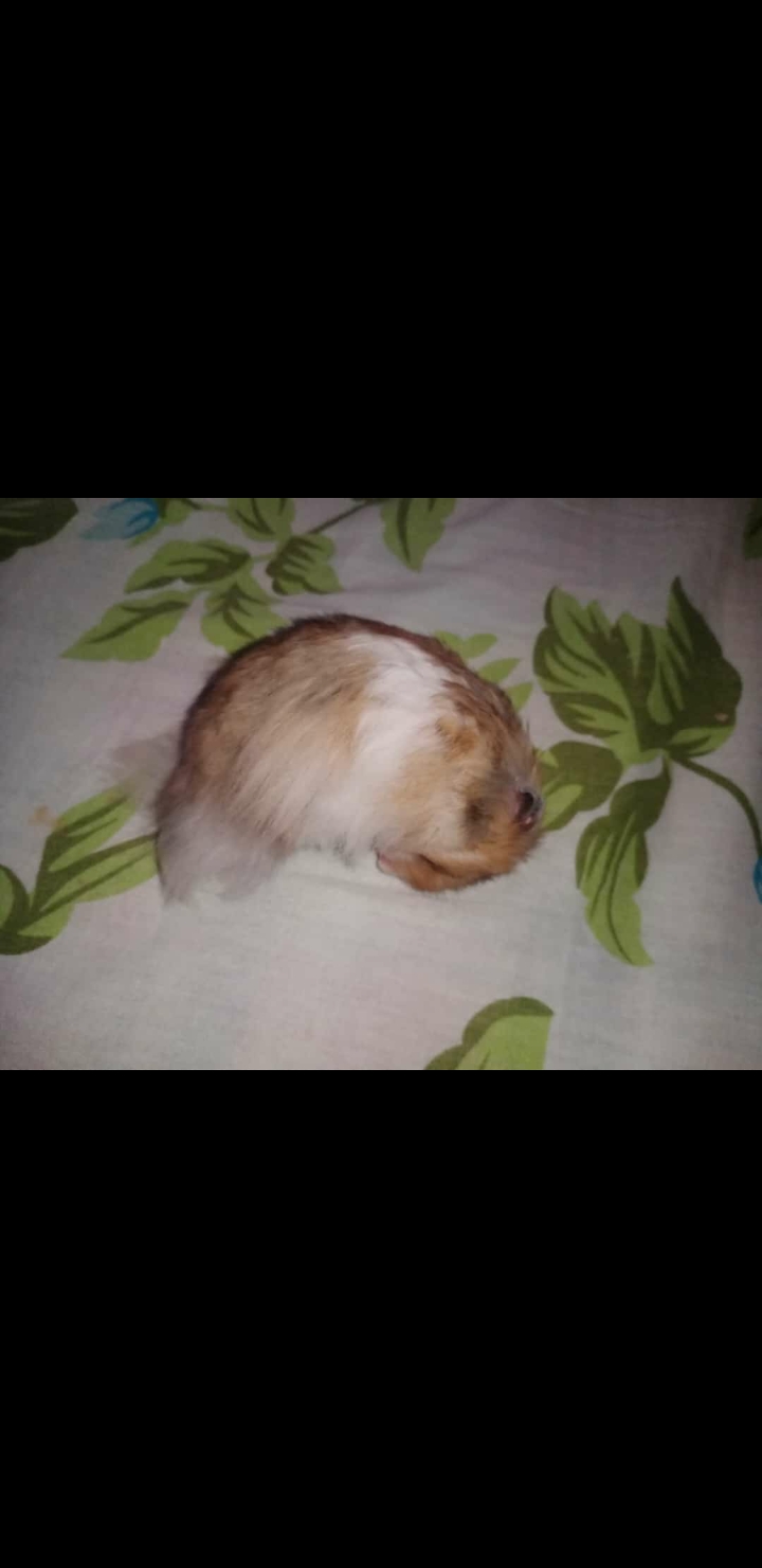 Hamster For Sale