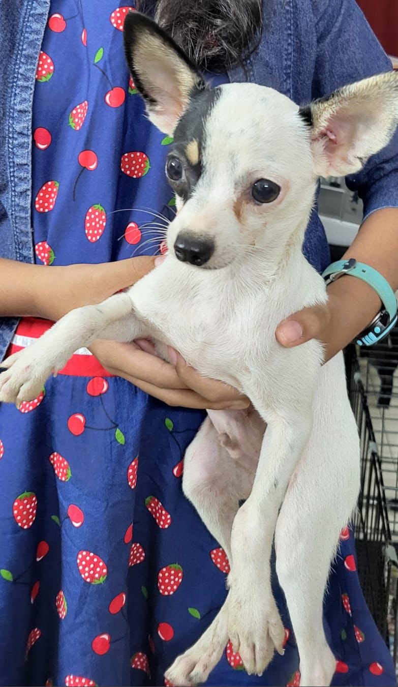Chihuahua