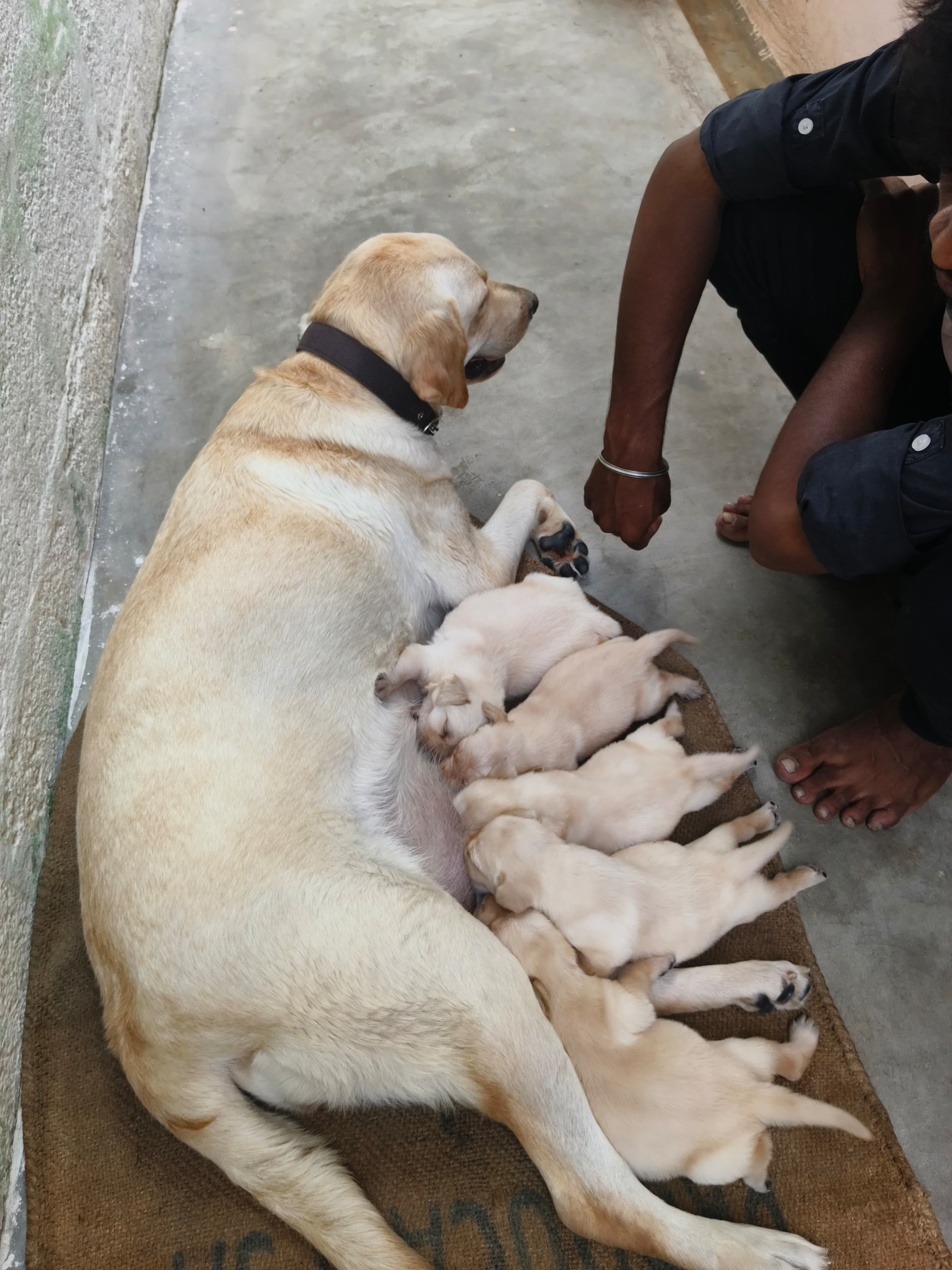 Lab