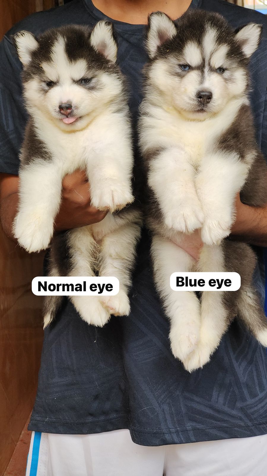 Husky