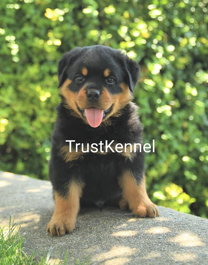 Trust Kennel Rottweiler Puppies For Sale