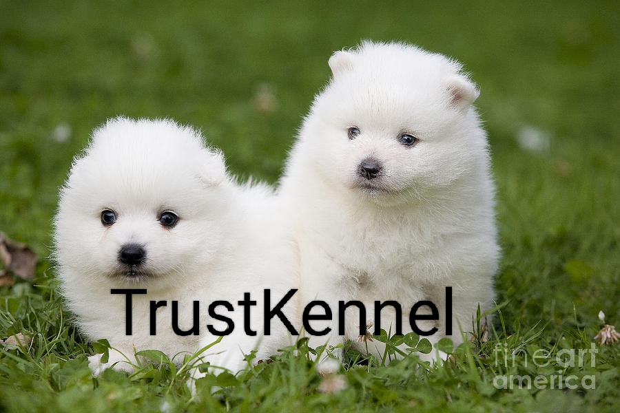 Trust Kennel Spitz Pups For Sale Delhi