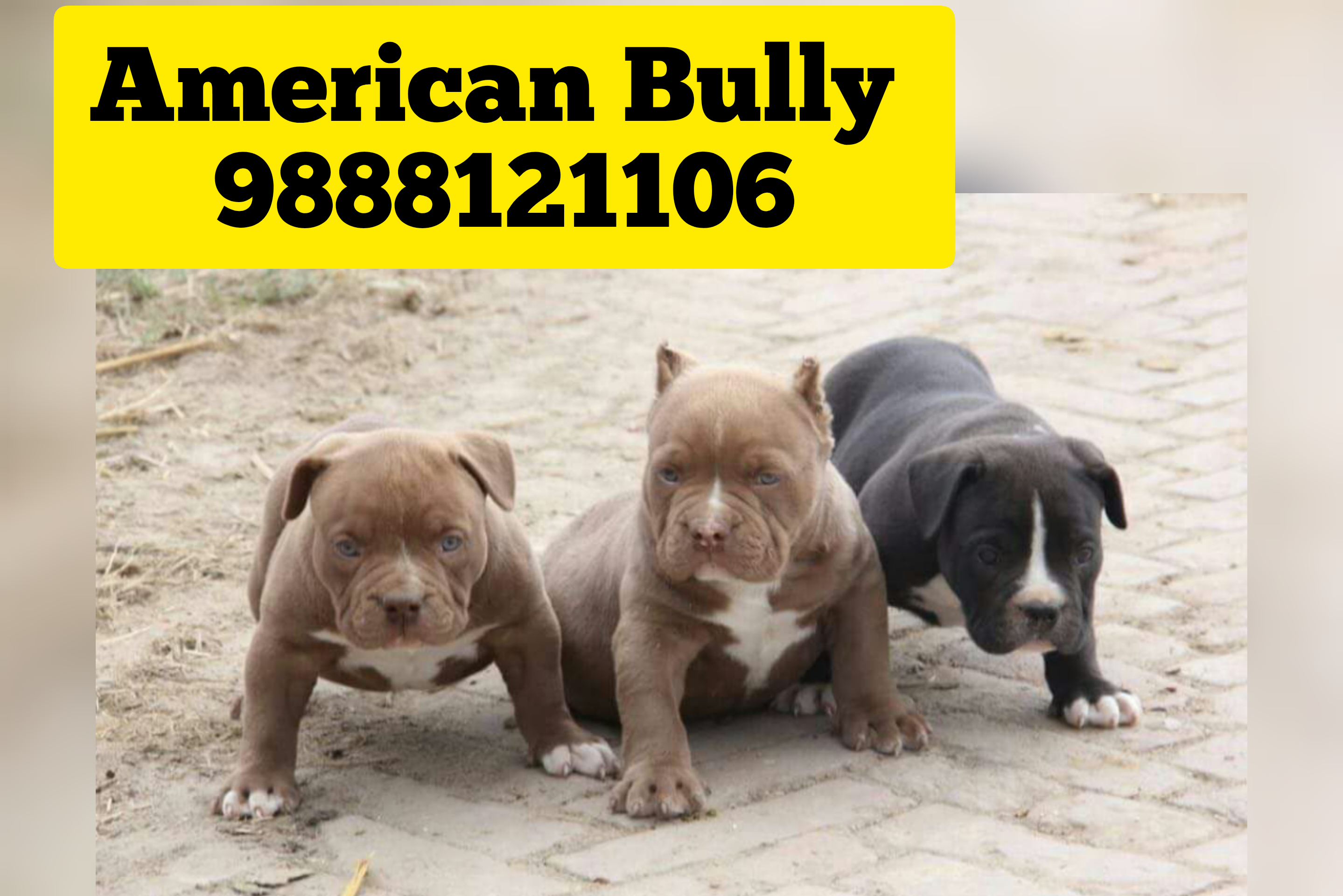 American bully puppy buy near me call 9888121106