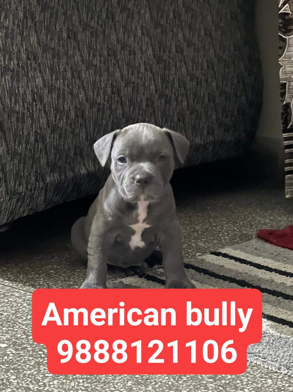 American bully puppy buy in punjab jalandhar 9888121106