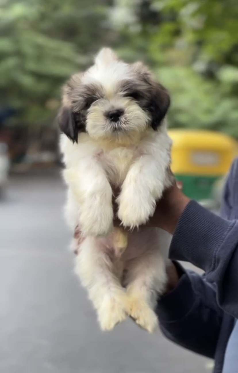Shitzhu