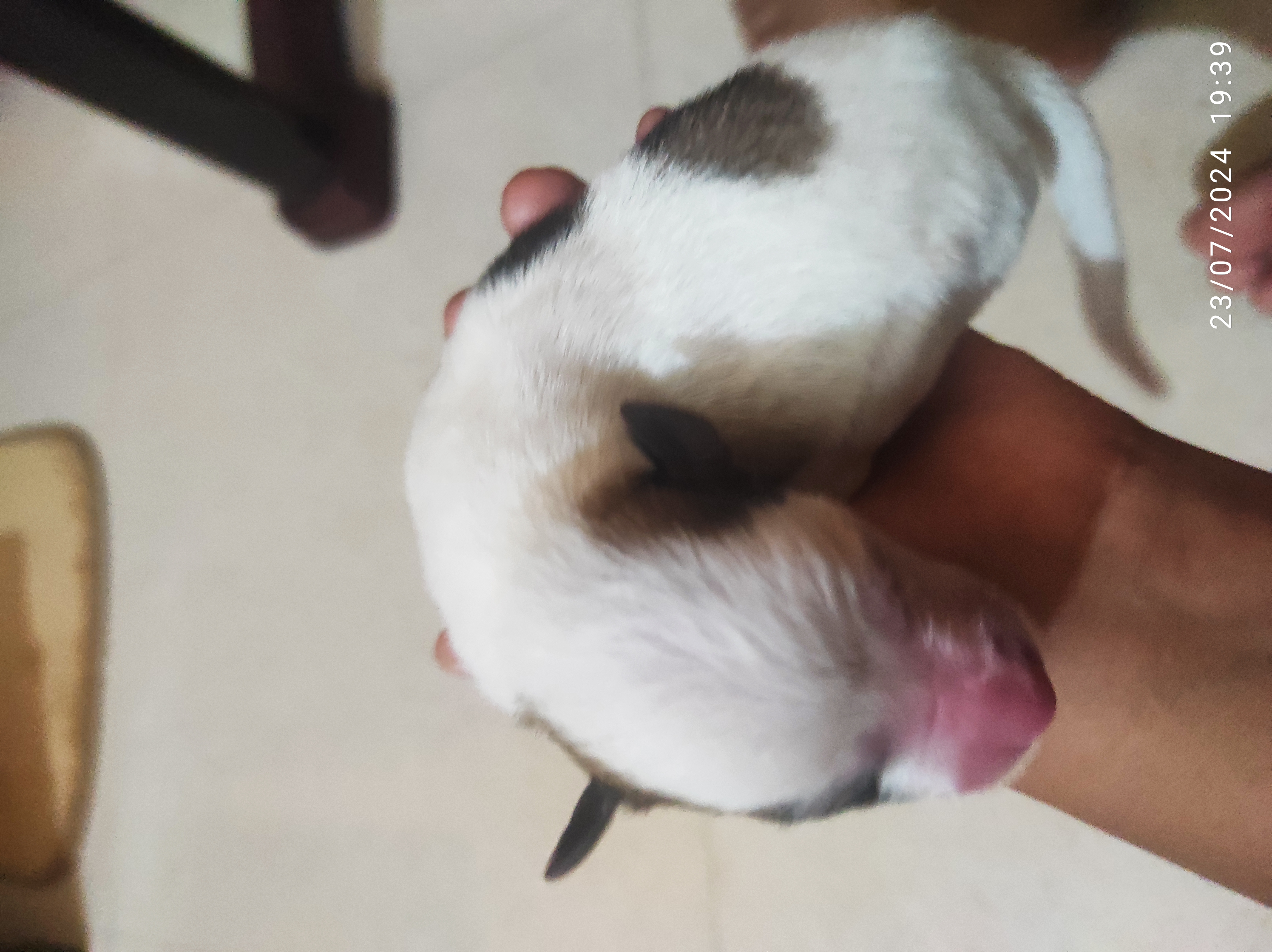 Dog for sale