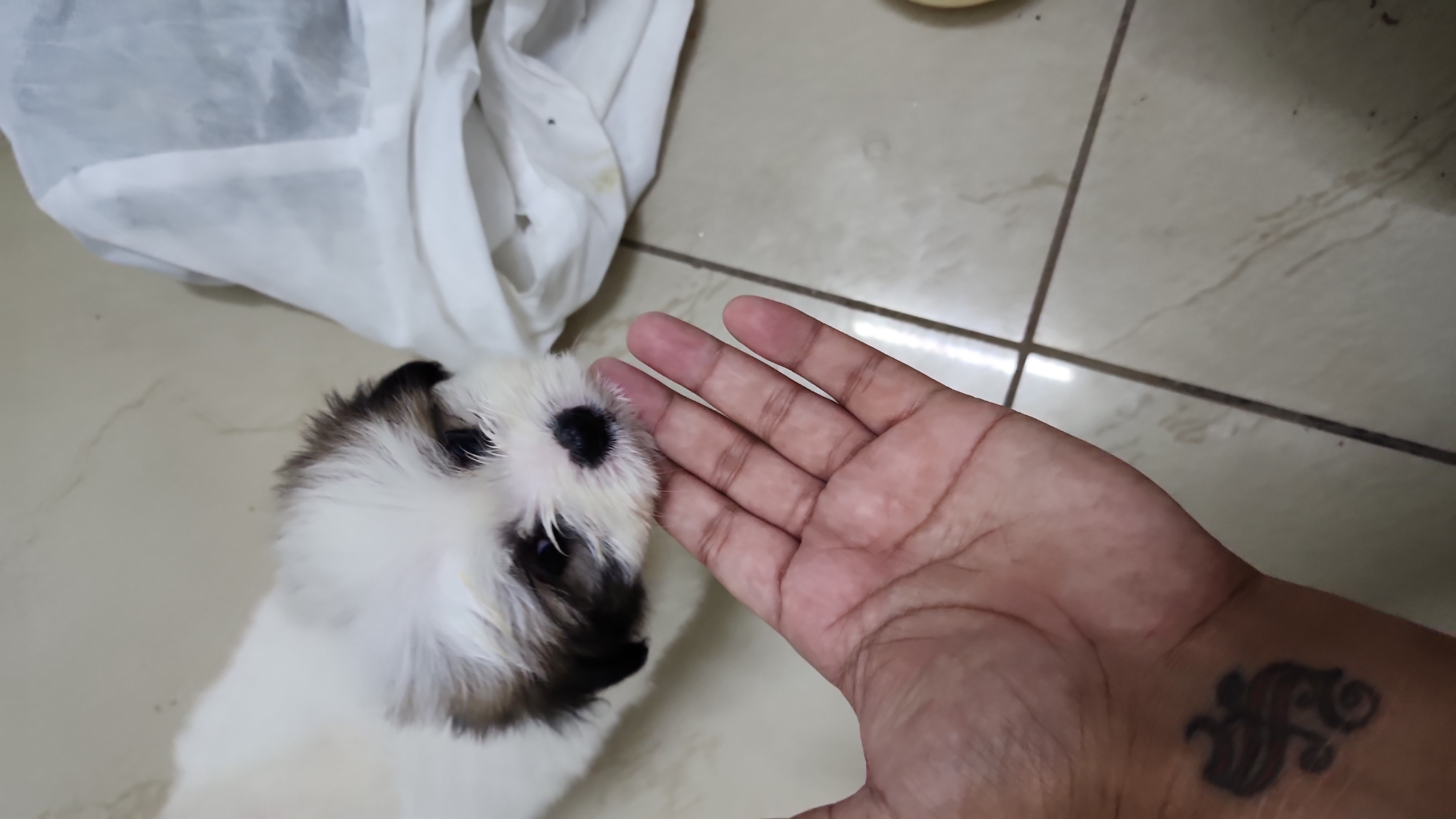 Shih Tzu