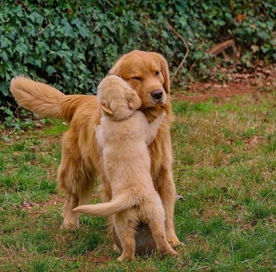 Puppies for sale in Goa