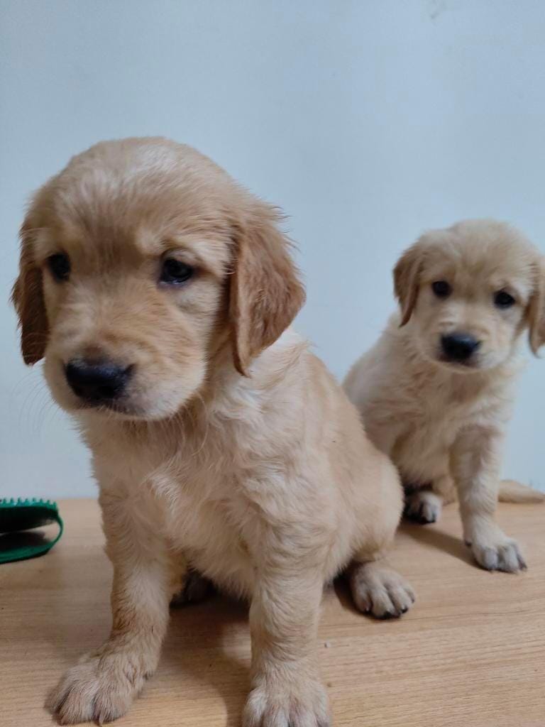 Golden retriever