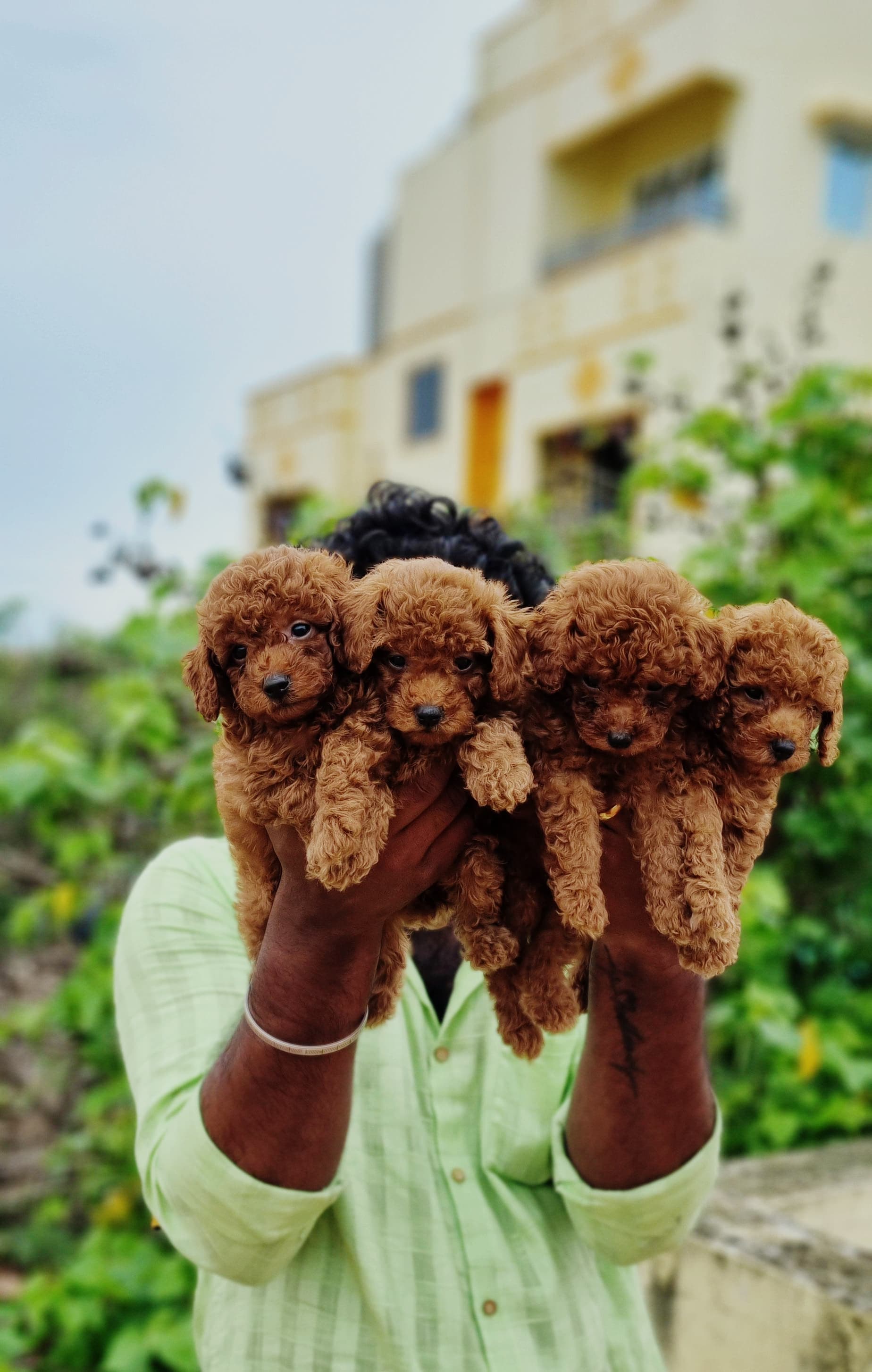 Poodle