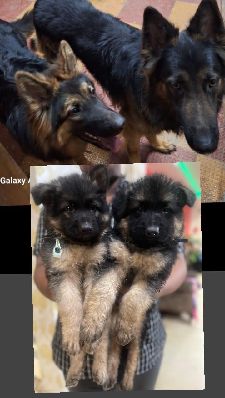 German shepherd