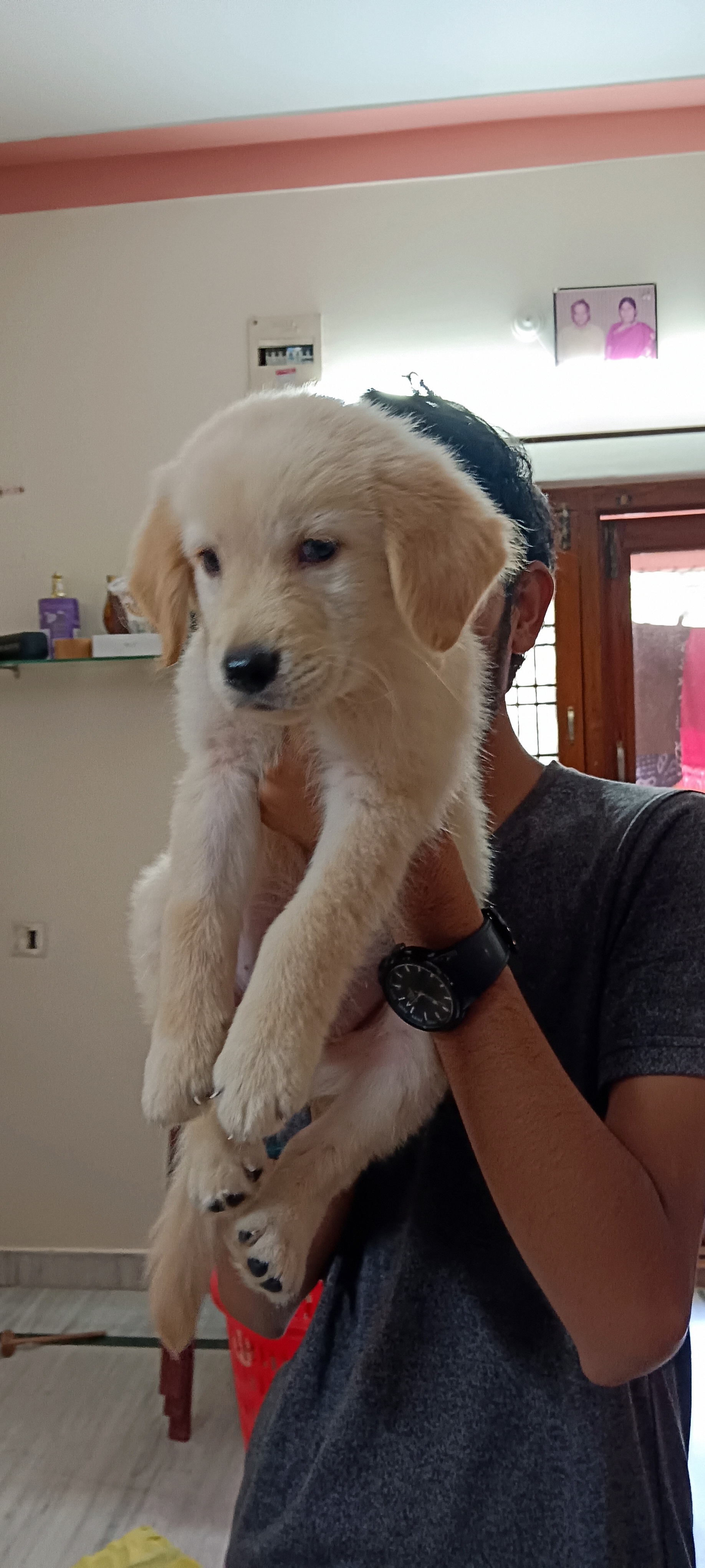 Puppy