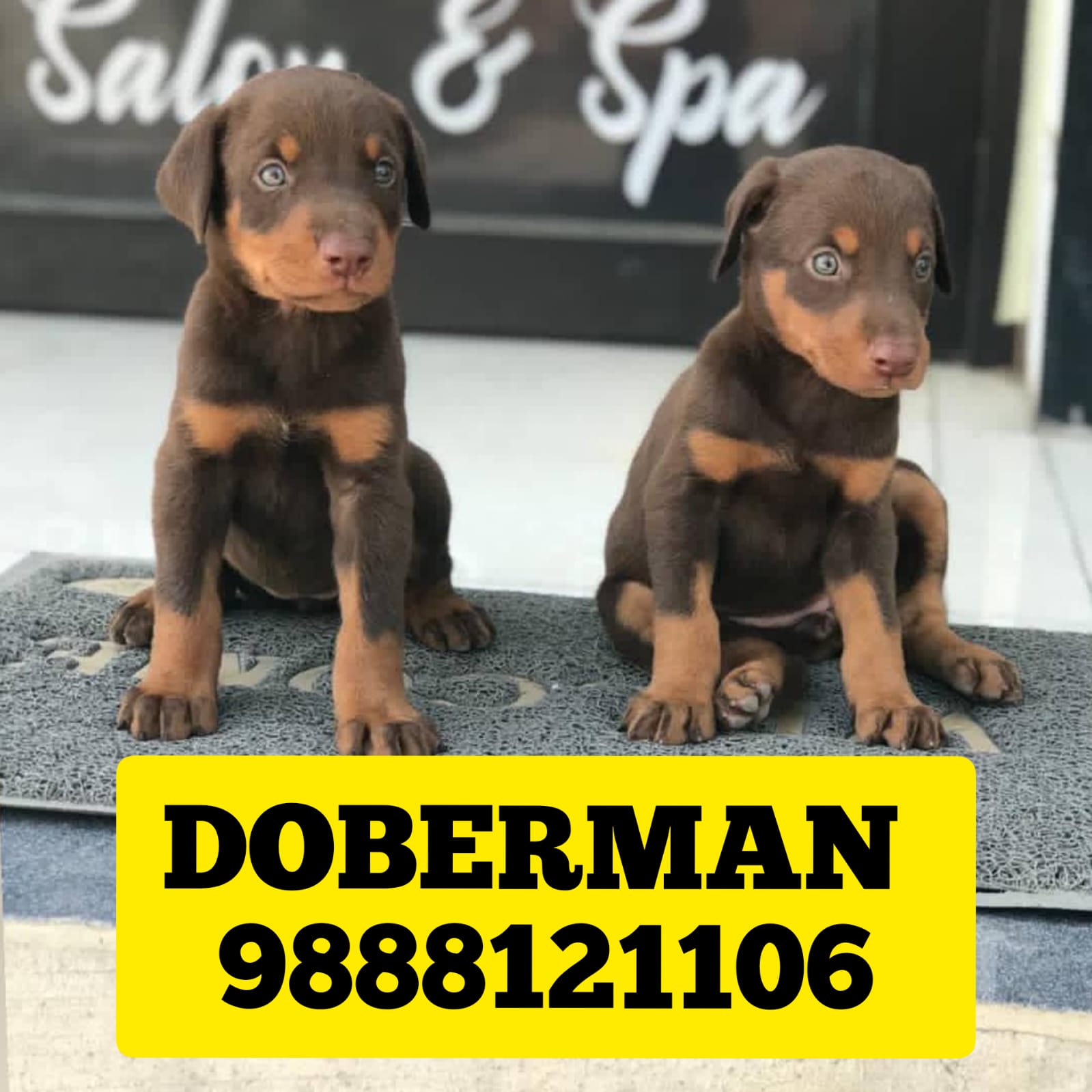 Doberman puppy buy near me punjab jalandhar call 9888121106