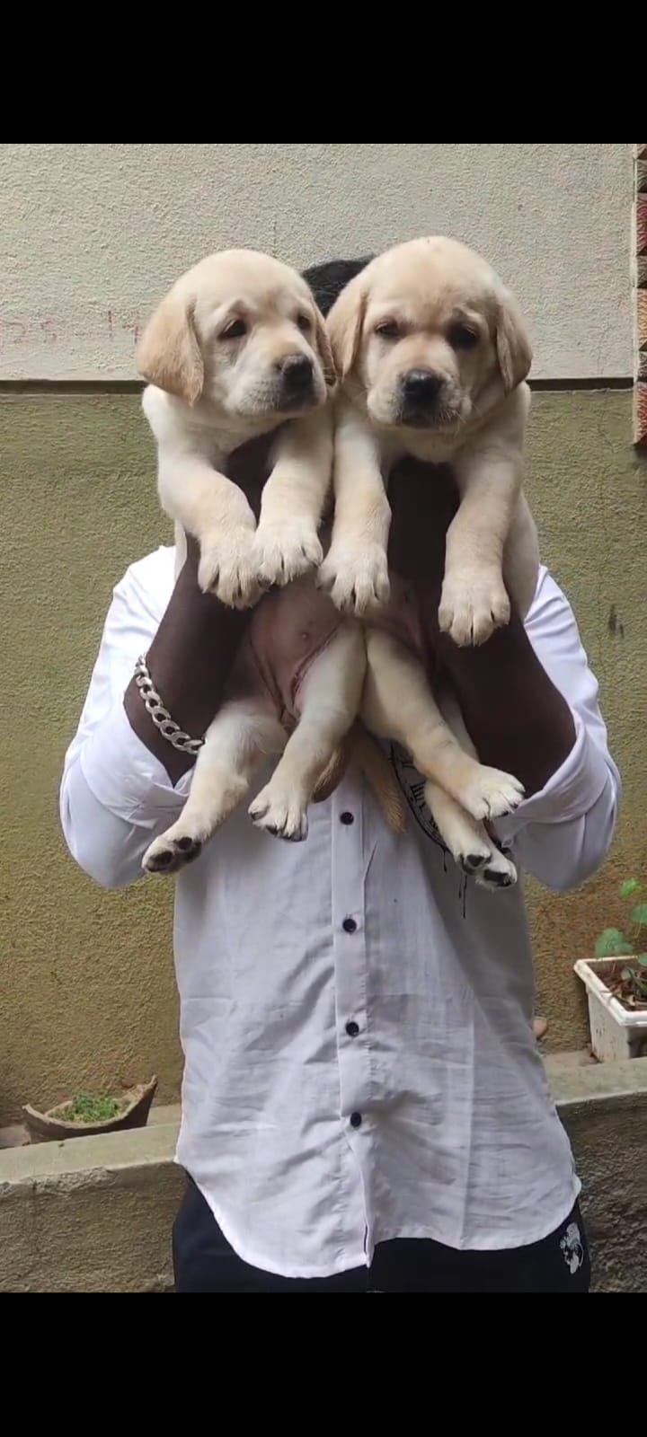 Lab
