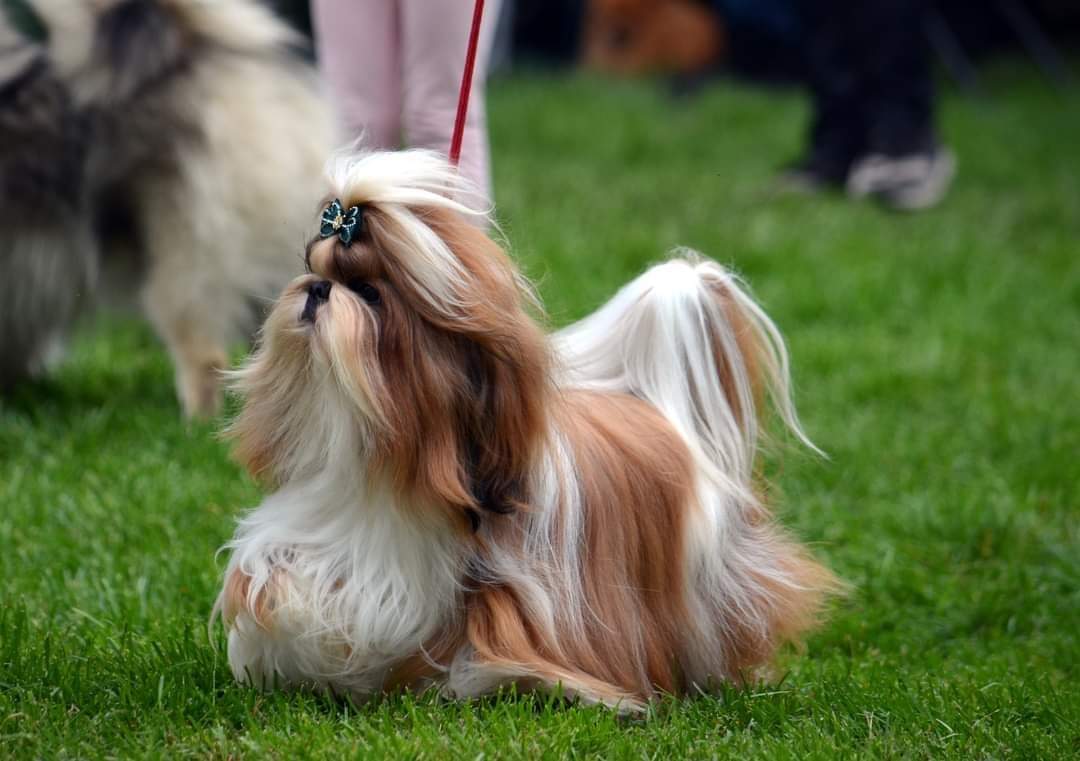 Shih Tzu puppies