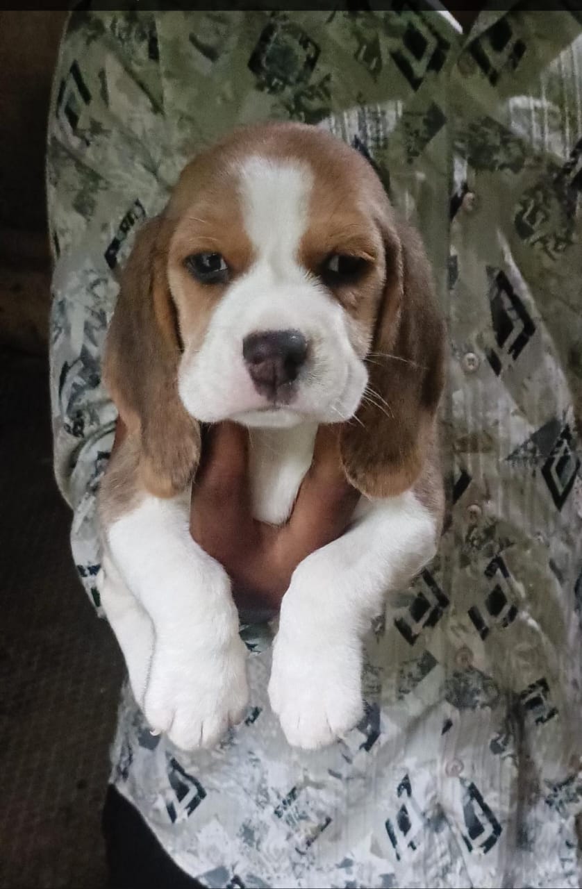 Beagle