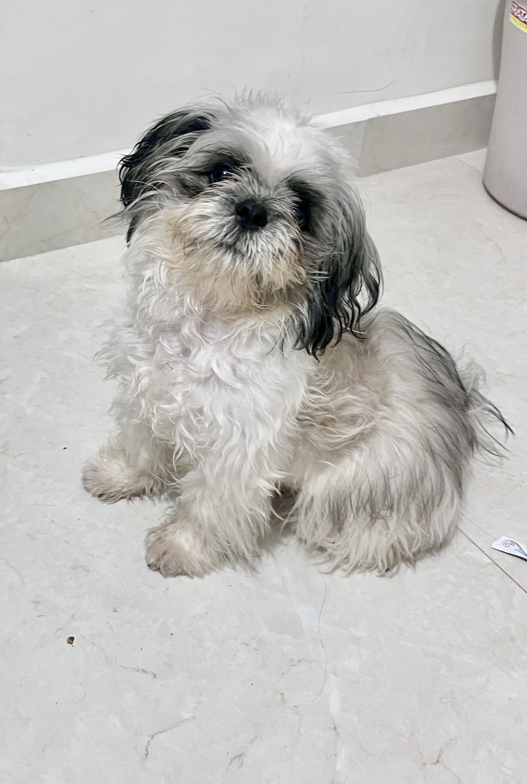 Shish tzu
