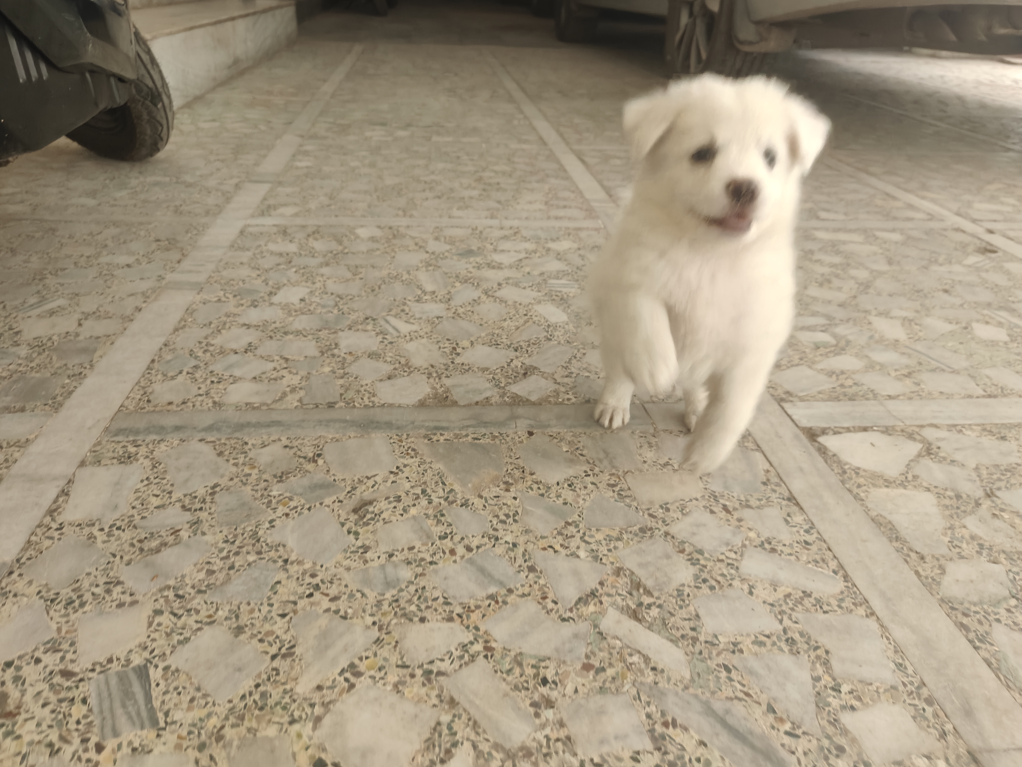 Mini pomeranian