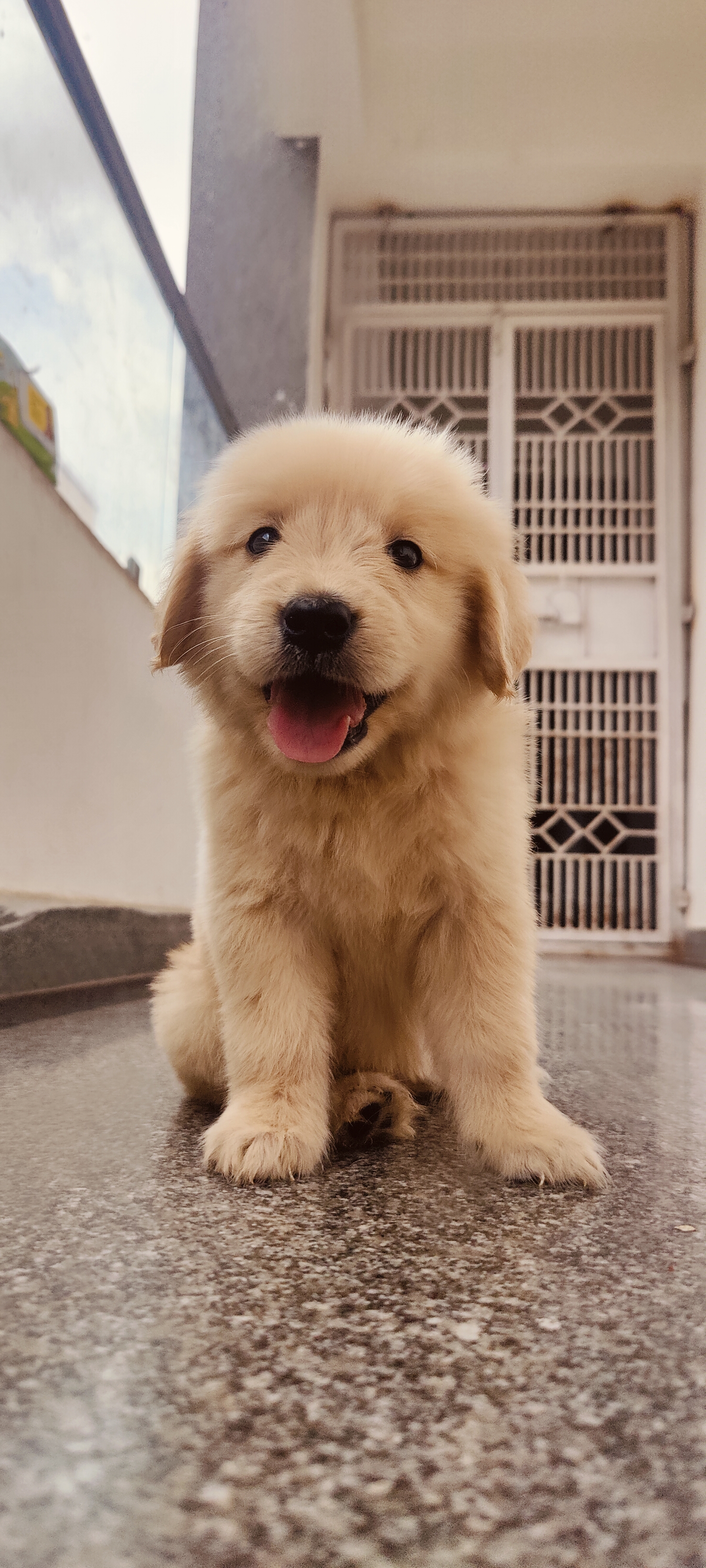 Golden retrievers