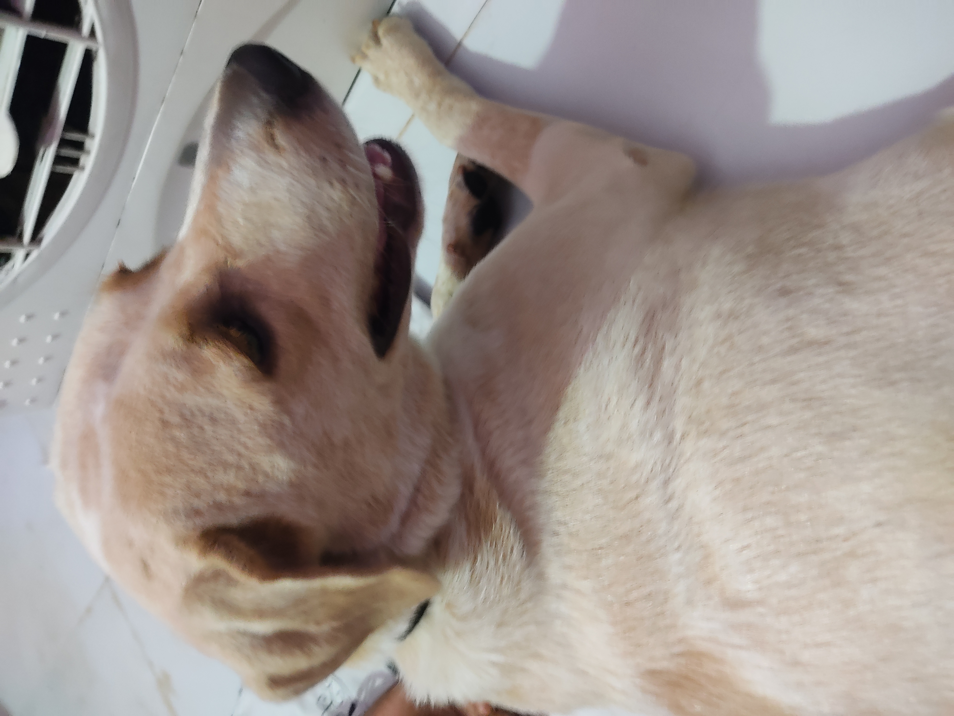Sale of dog