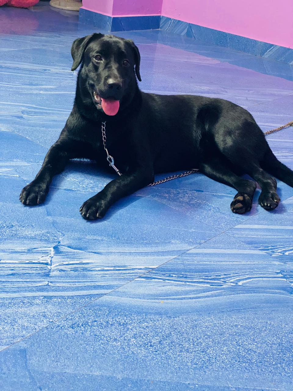 Dog for sale