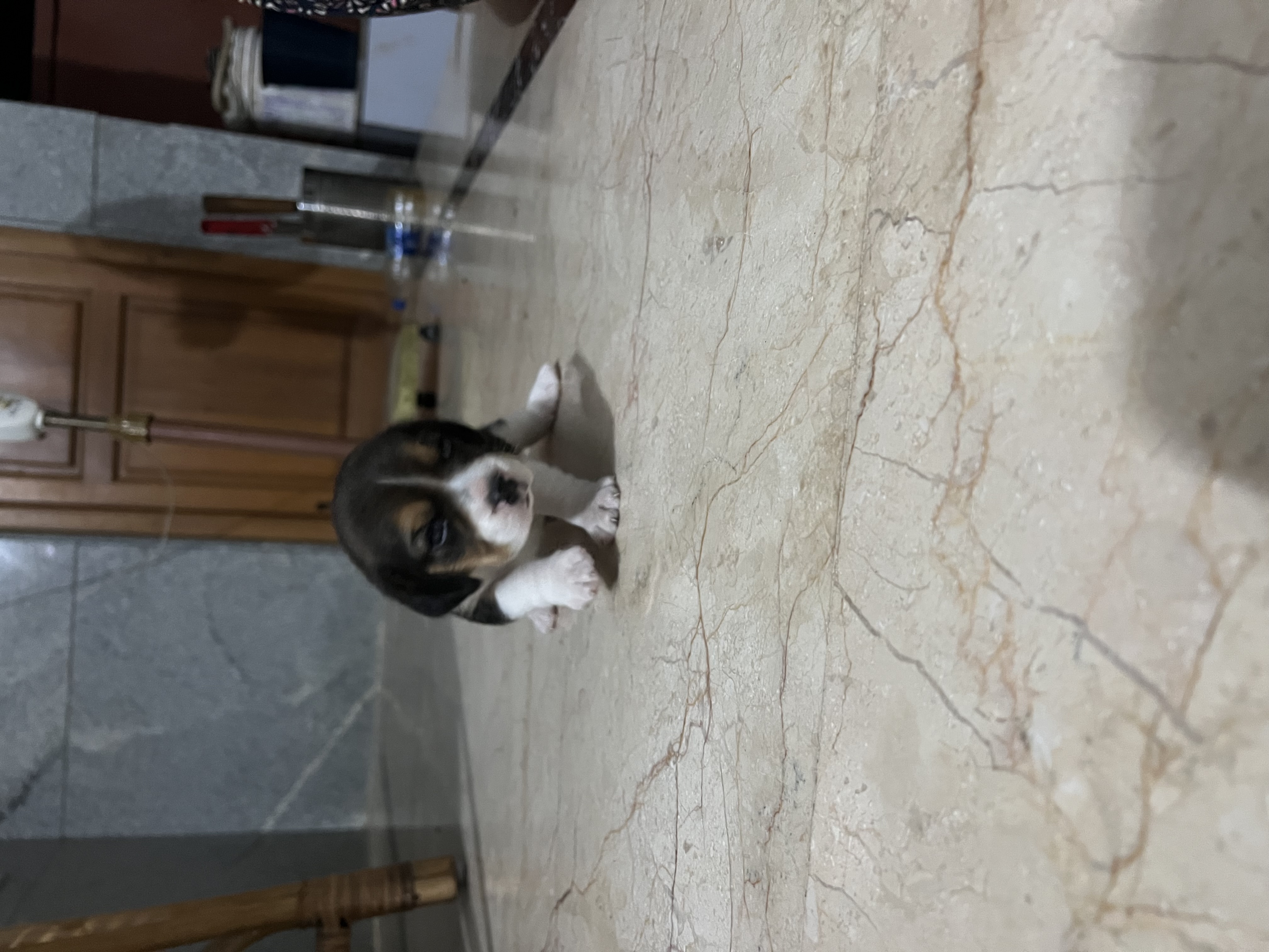 Beagle puppy