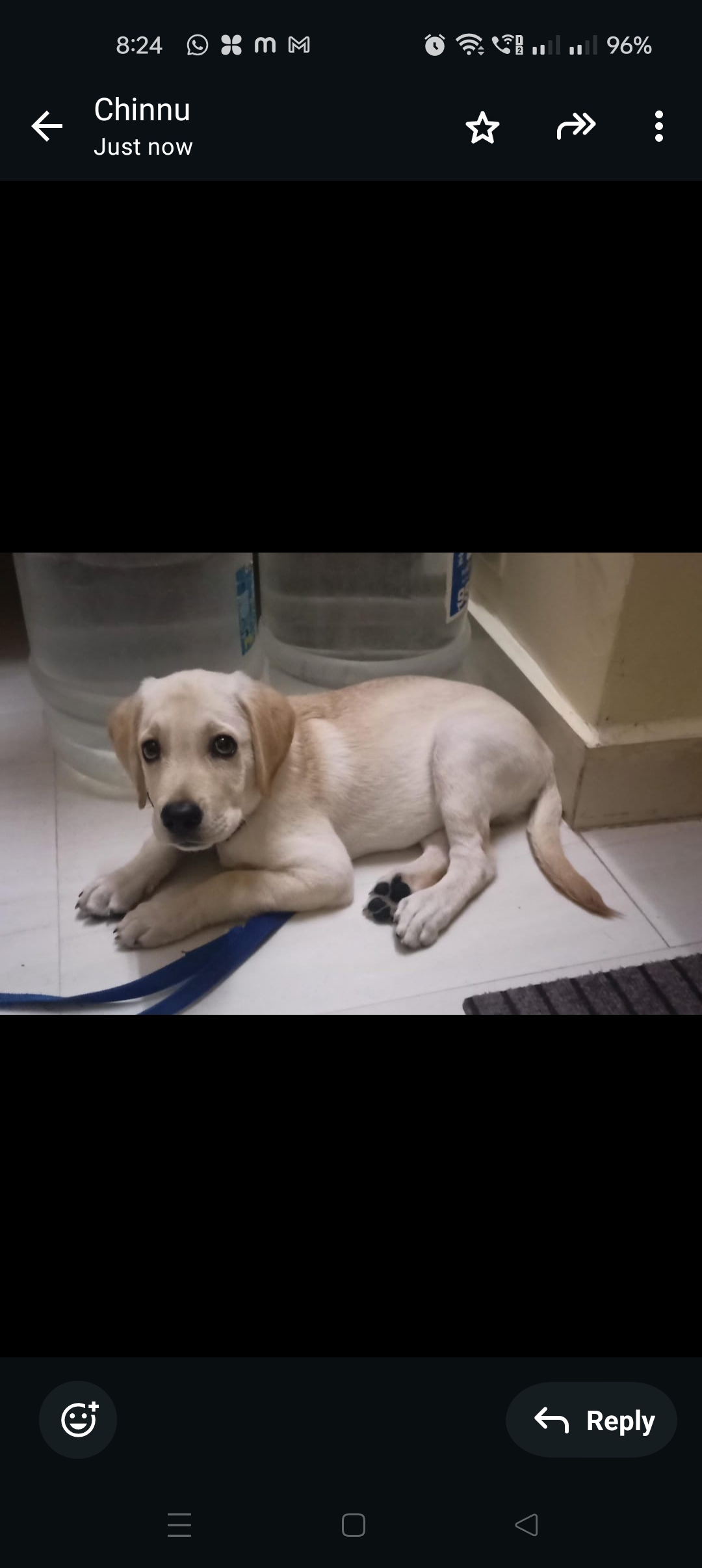 Labrador