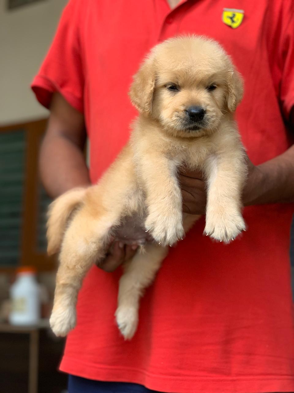 Labrador Puppies Available Trust Kennel
