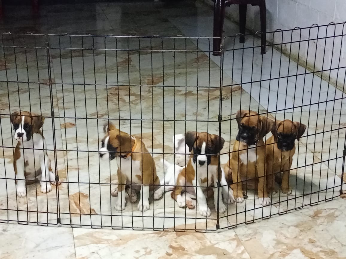 Boxer pups