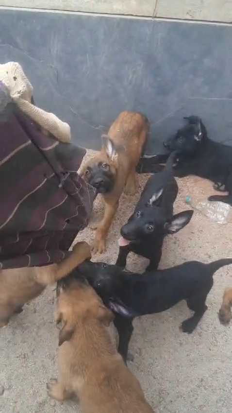 belgian malinois