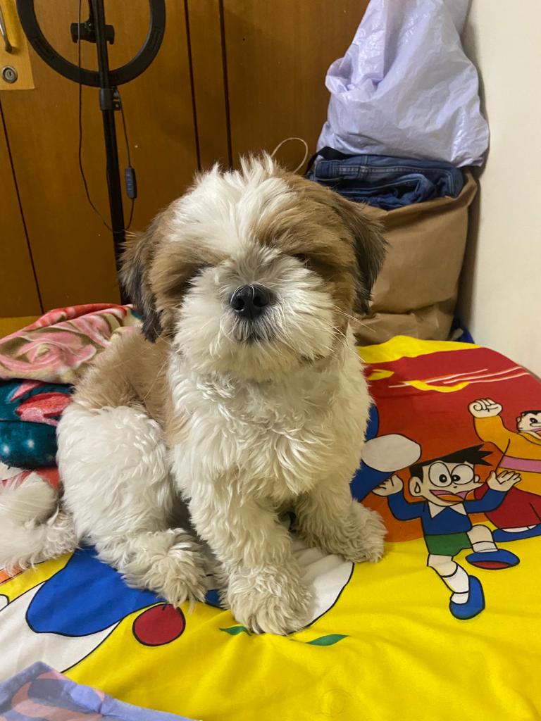 Sidju dog for sale
