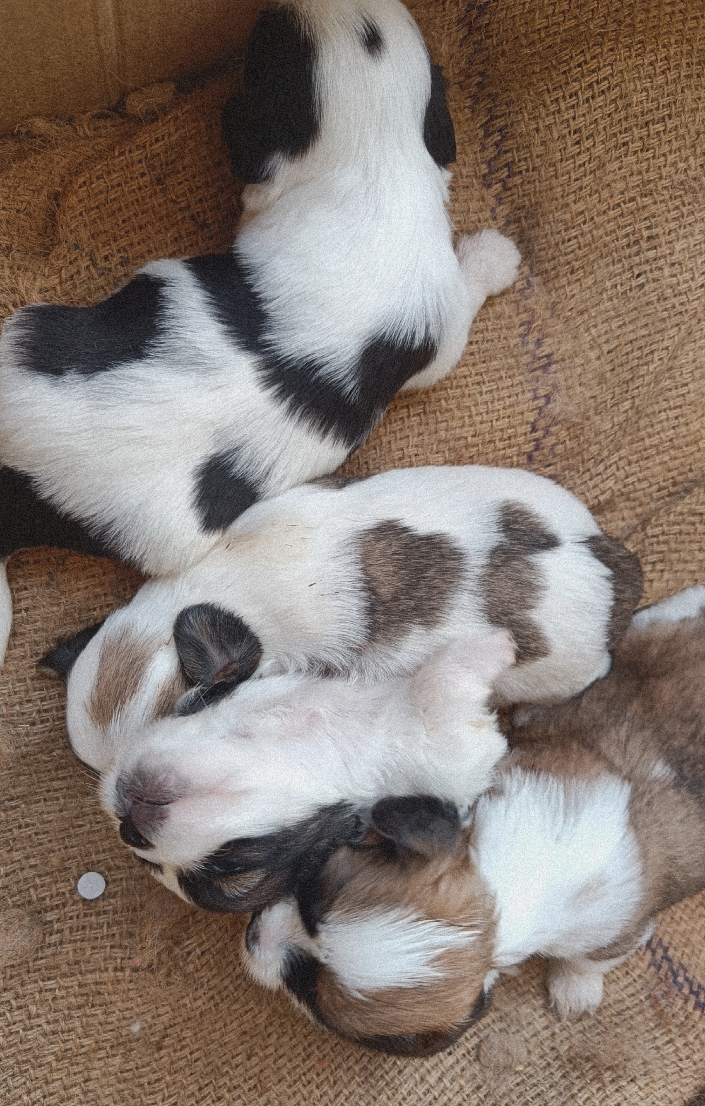 Shih Tzu