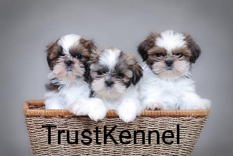 ShihTzu Puppies For Sale Trust Kennel