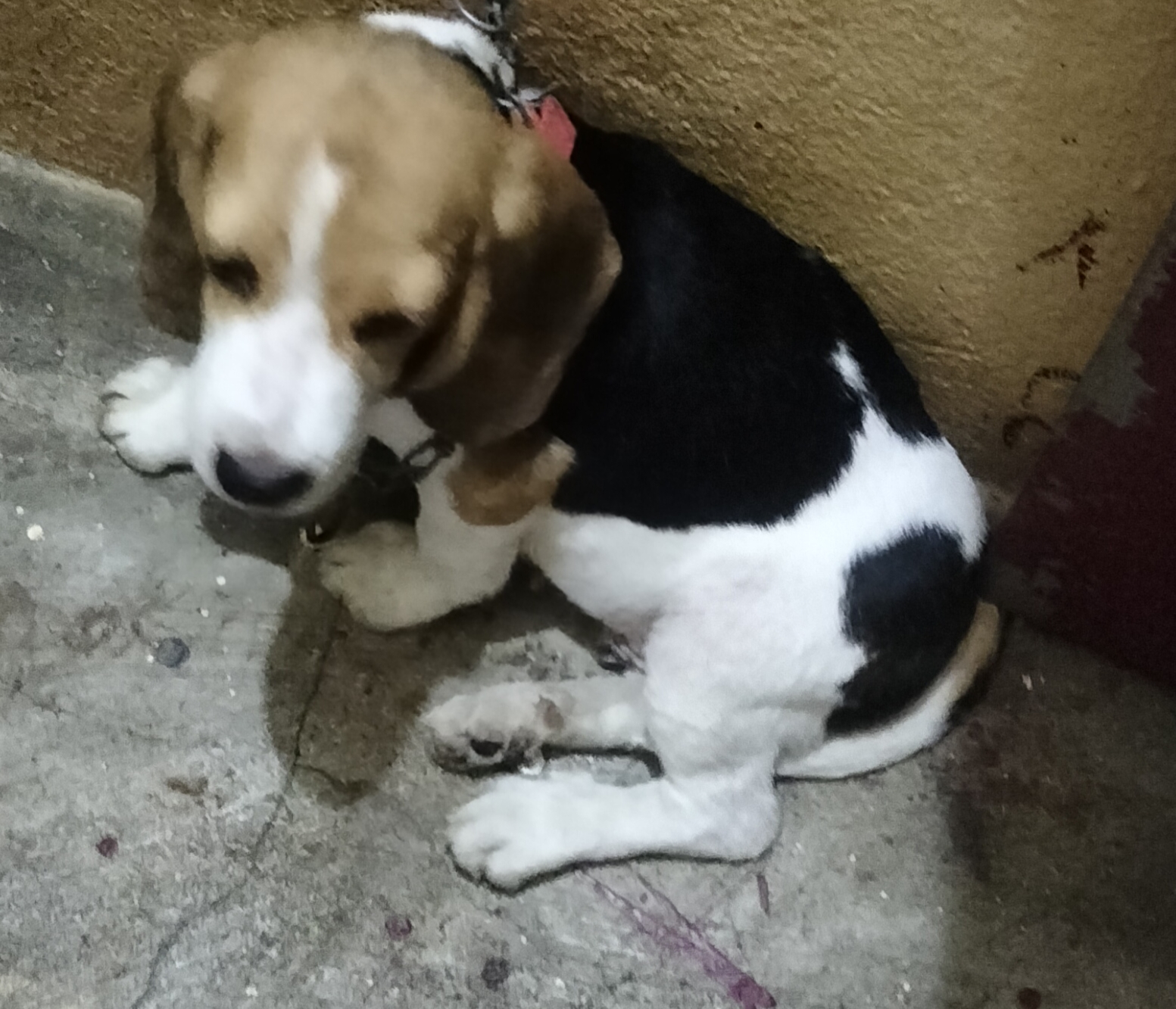 Beagule