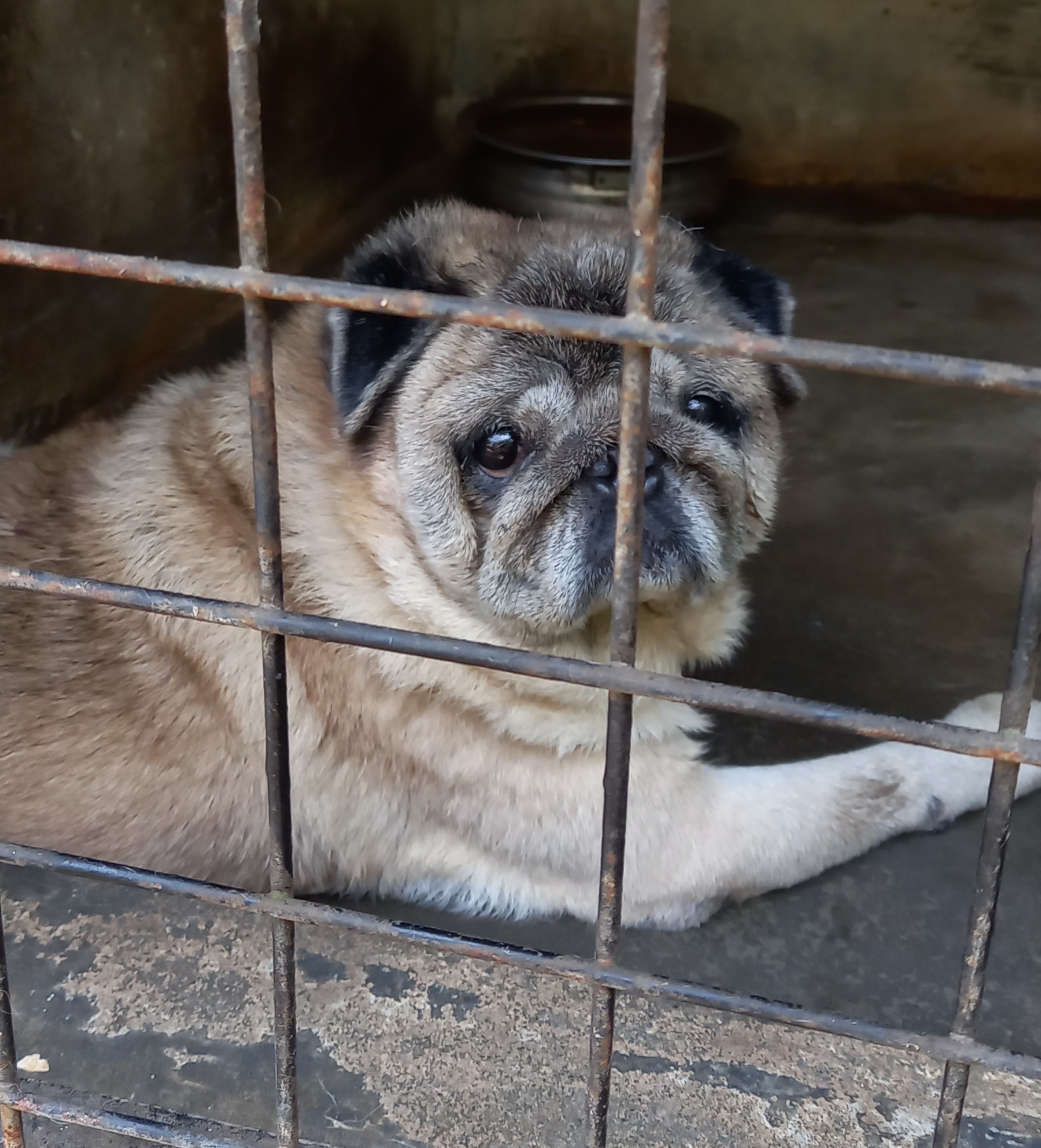 Pug male for sale
