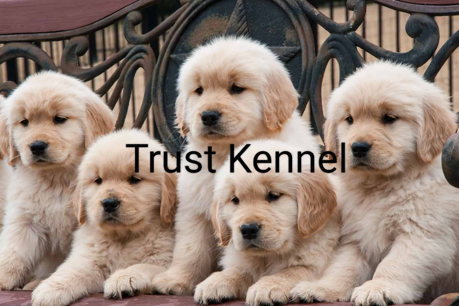 Trust Kennel GoldenRetriever Pups Available