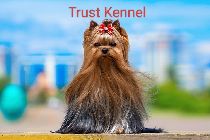 YorkshireTerrier Pups For Sale Trust Kennel