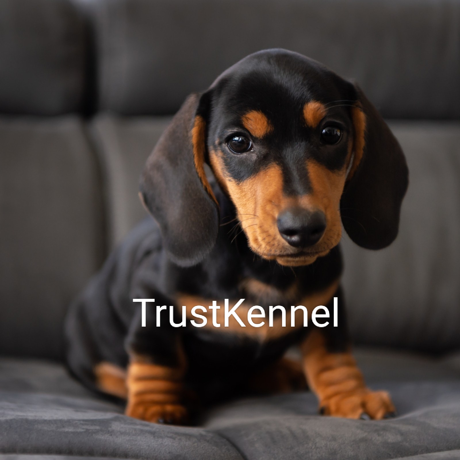 Trust Kennel Dachshund Puppies Ready Now Searching