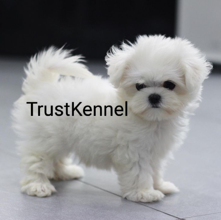 Maltese Pups For Sale TrustKennel