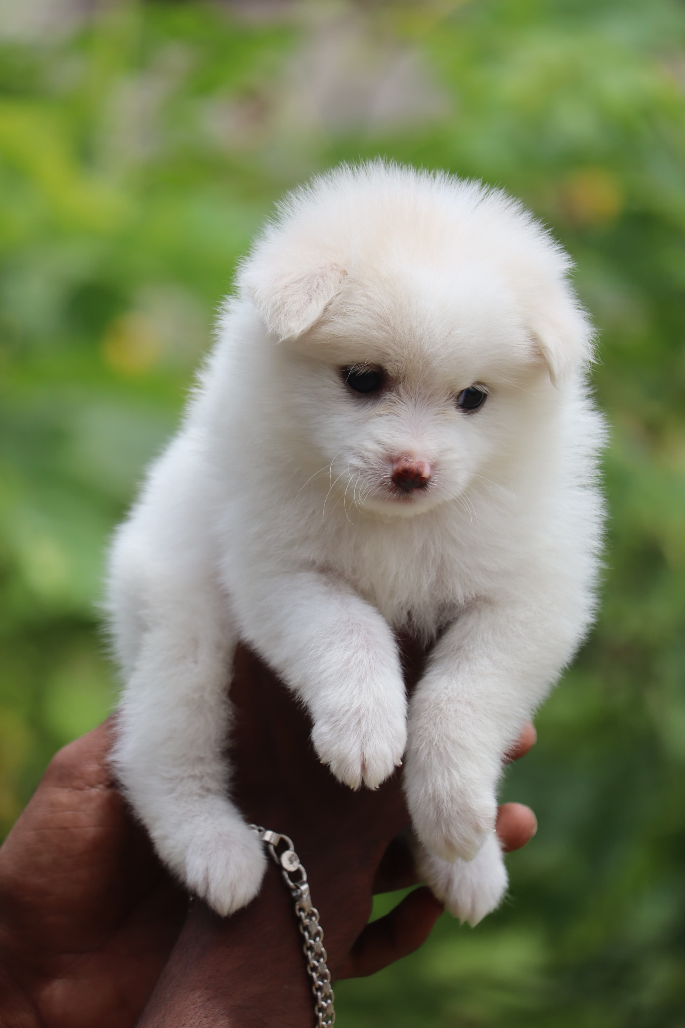 Pomeranian
