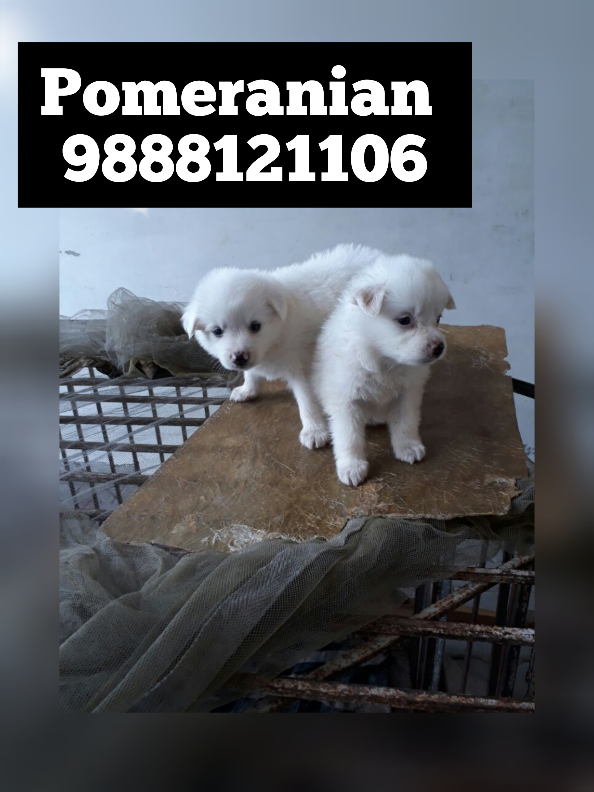 Pomeranian puppy buy call 9888121106 punjab kapurthala tanda bhogpur nakodar adampur kartarpur