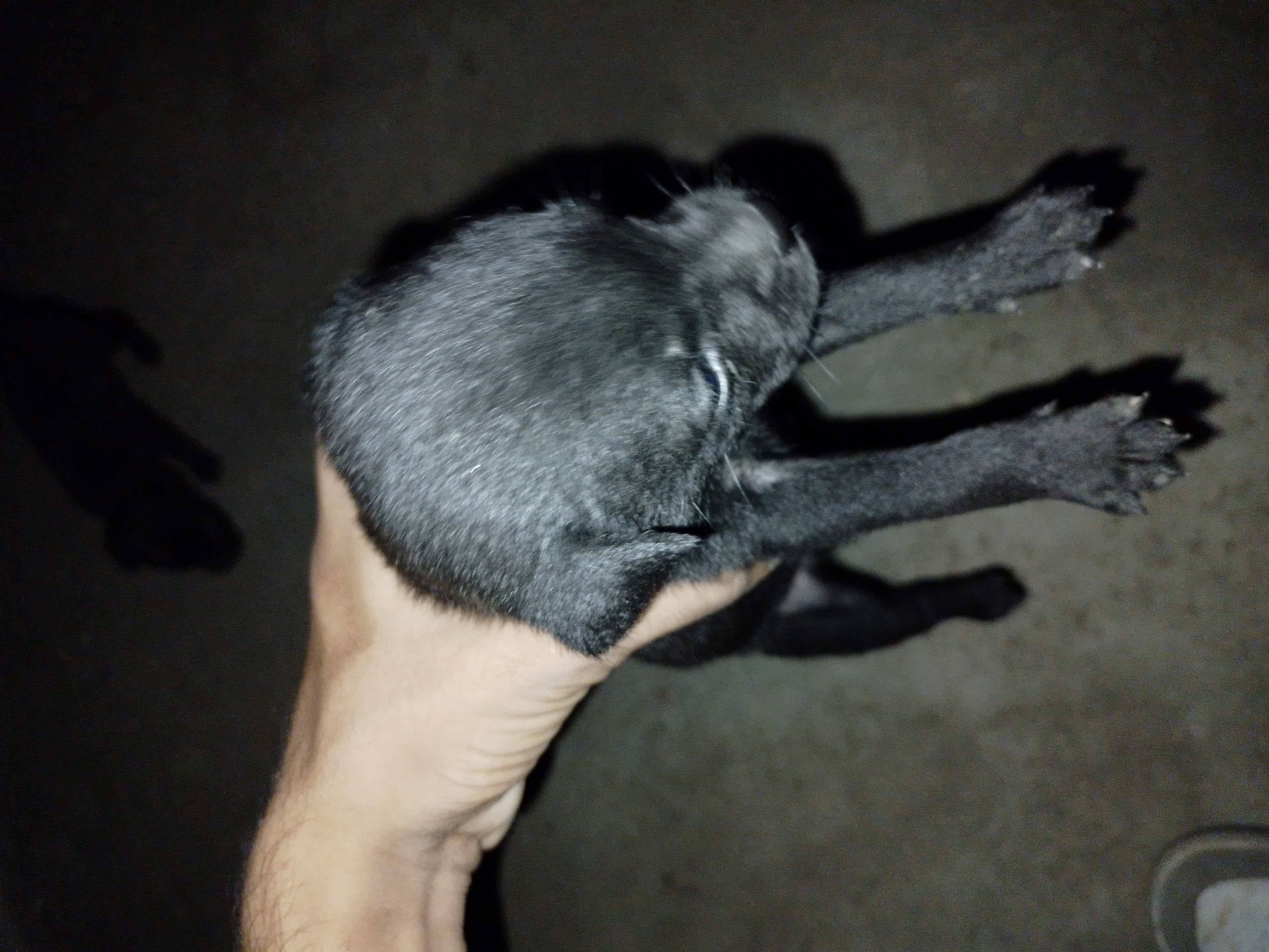 Pug mix Labrador