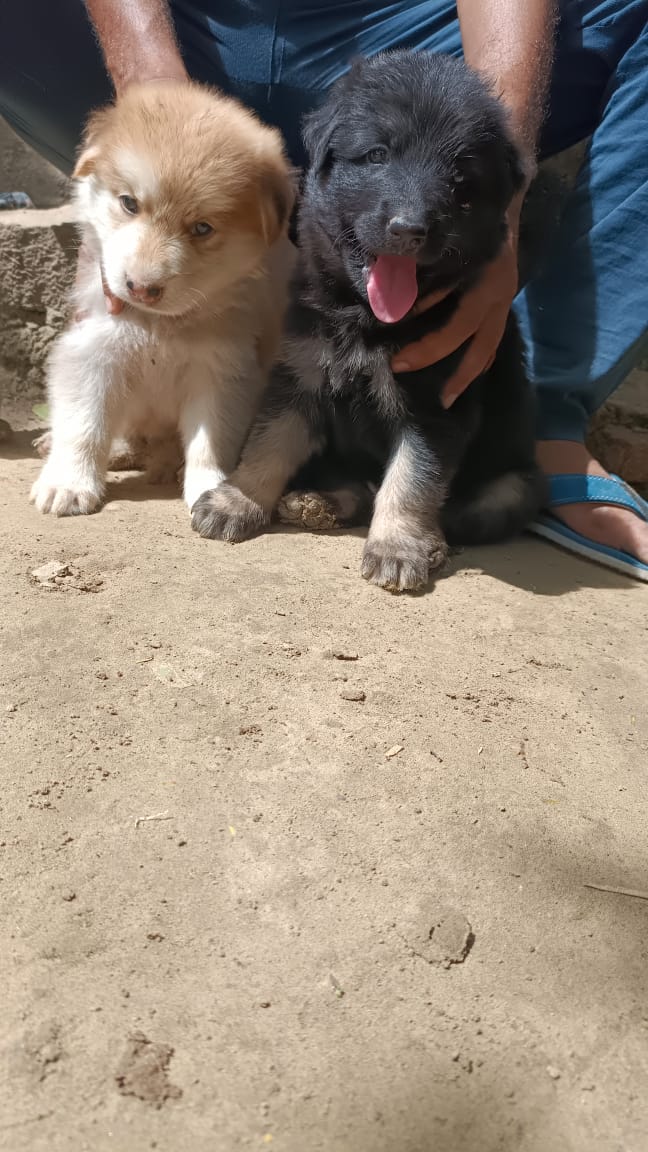 Dog sale