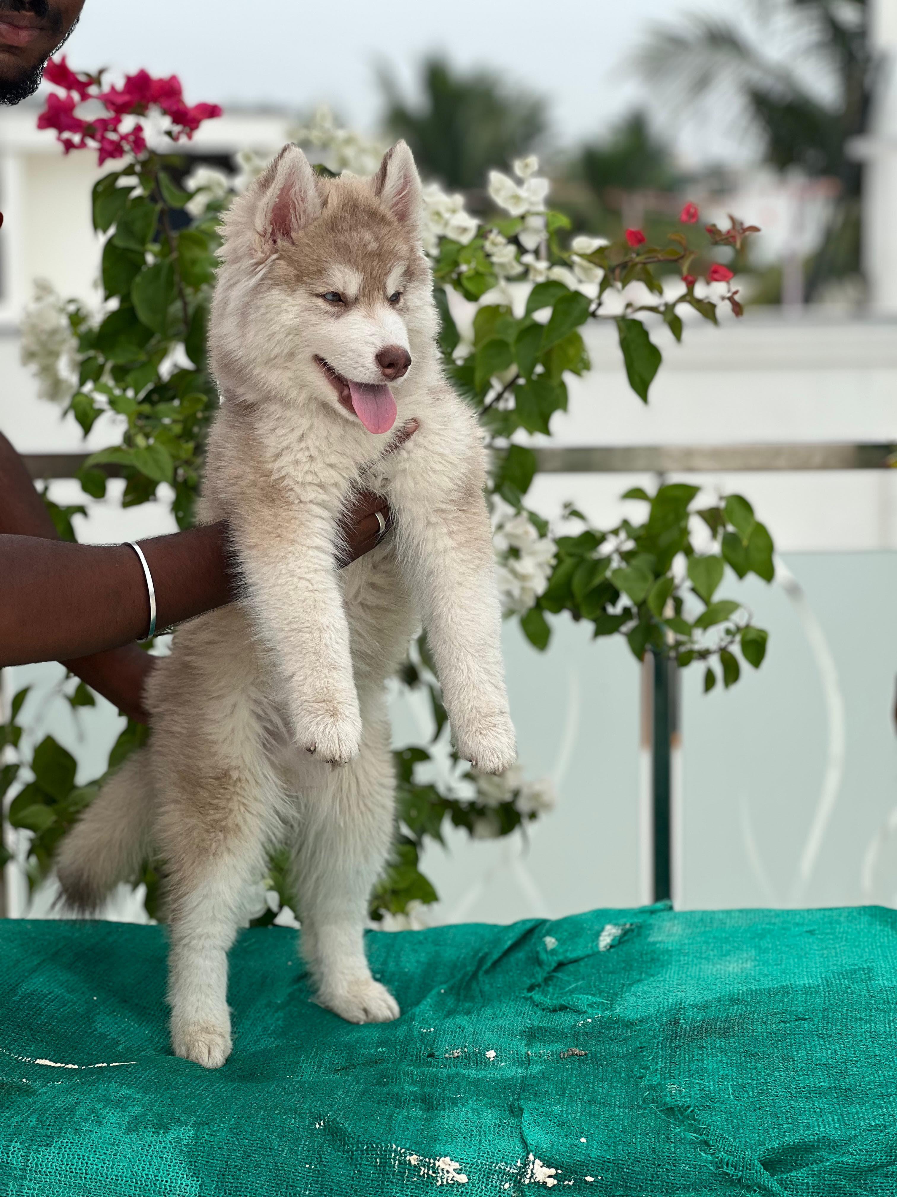 Husky
