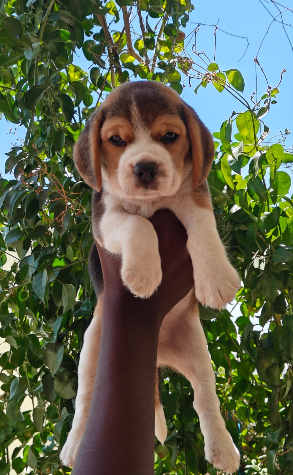 Beagle