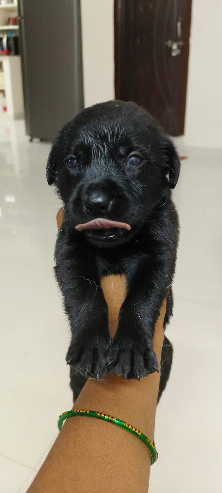 Labrador puppies