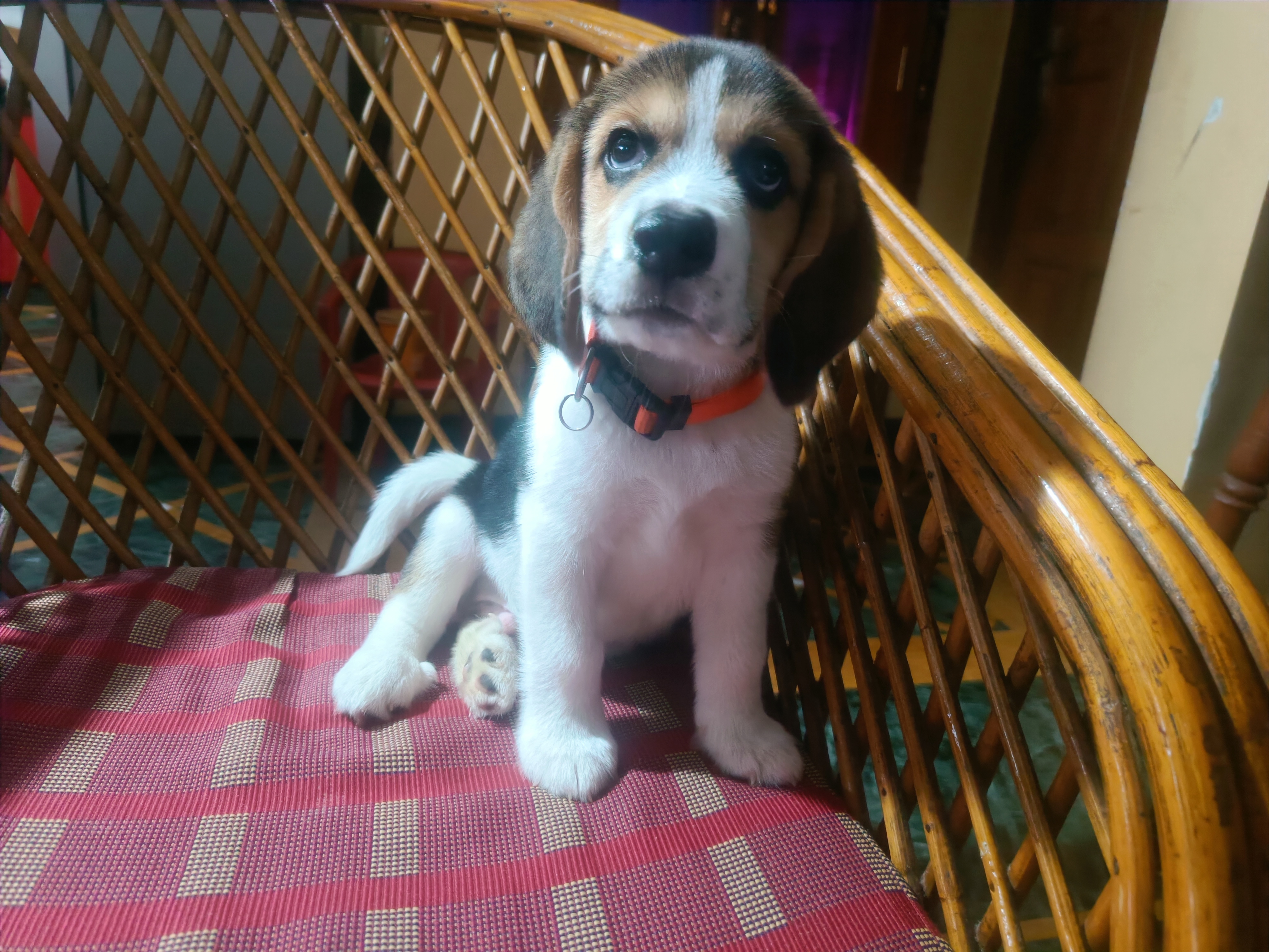 Dog for sale Beagle