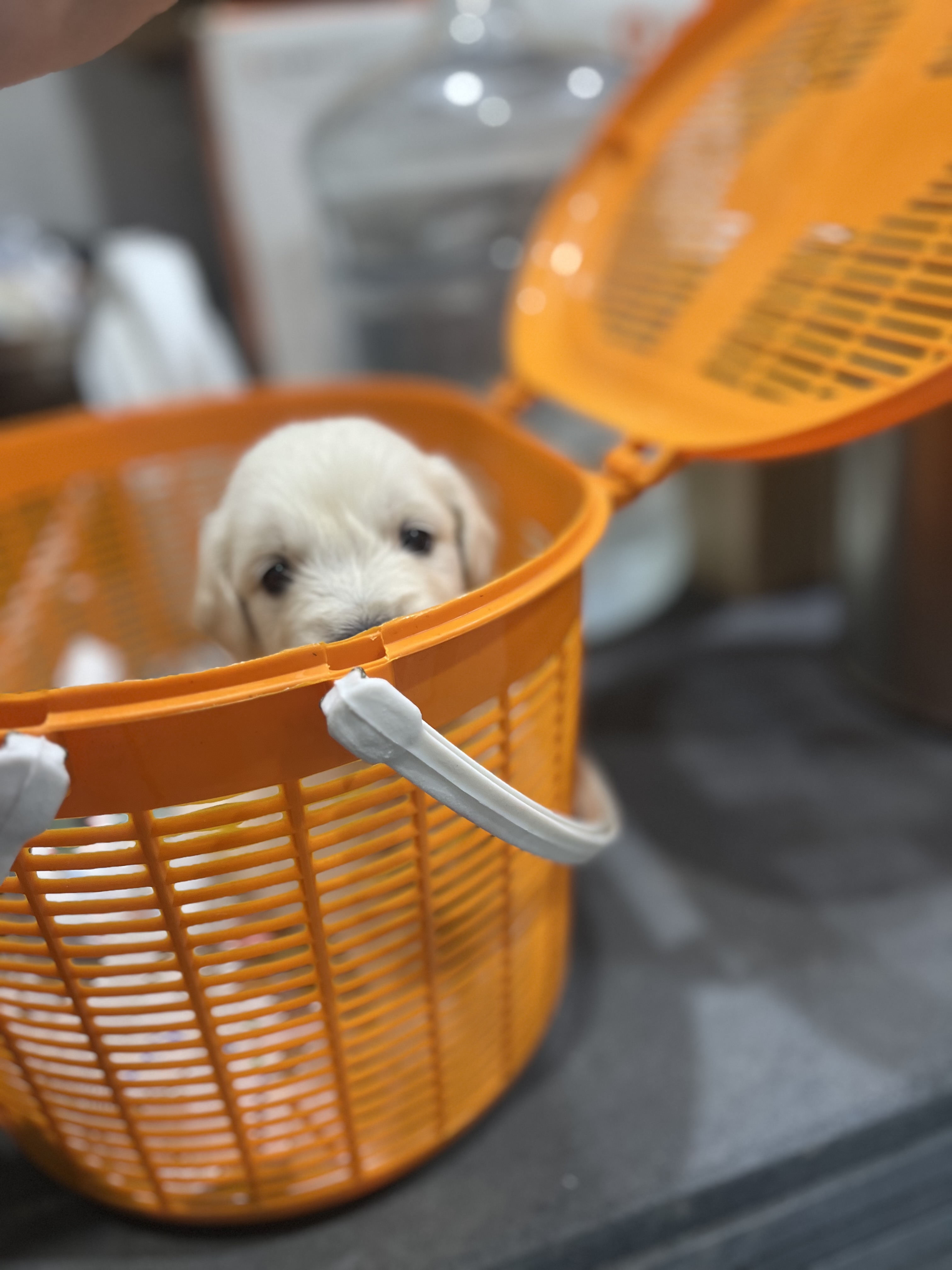 Golden Retriever
